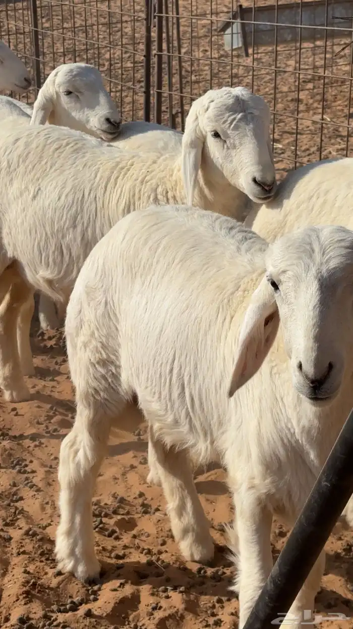 بهم حري هرافي 4