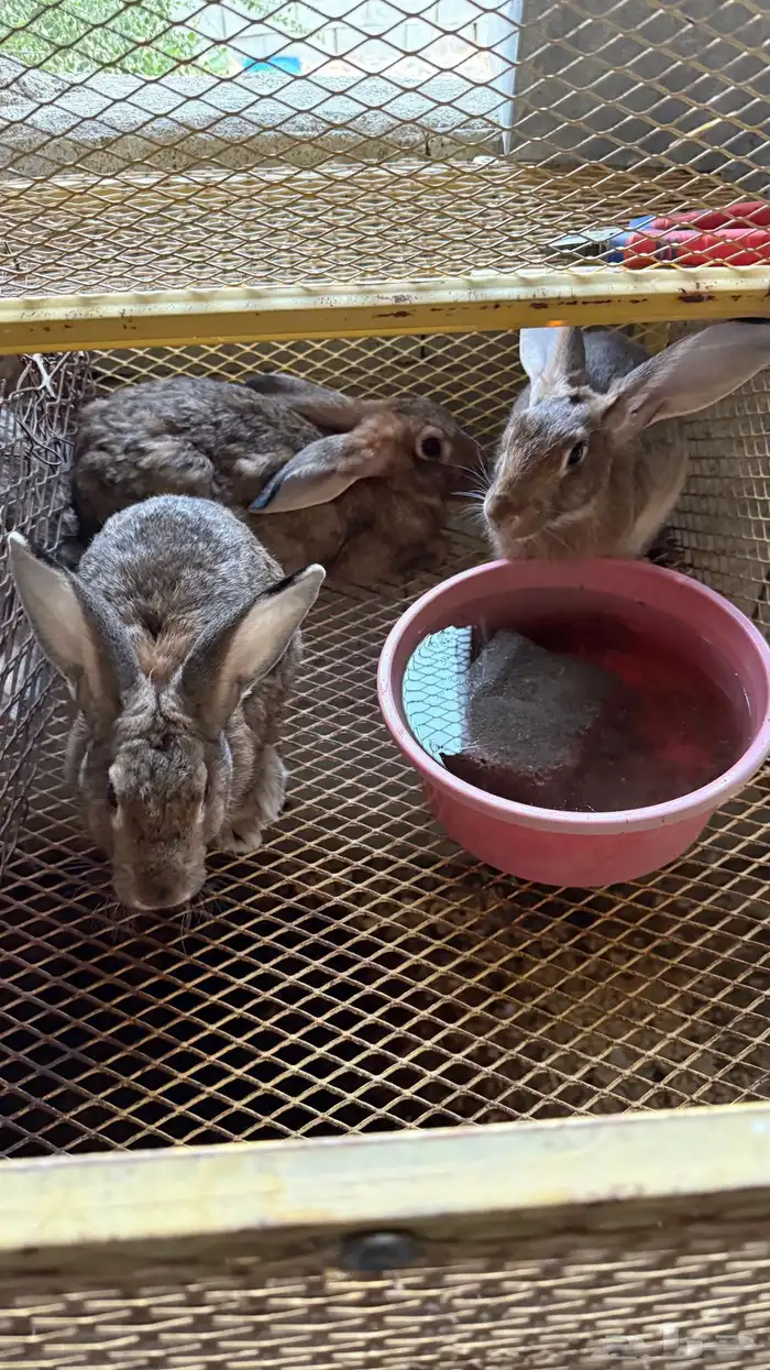 ارانب سوبر جامبو 5