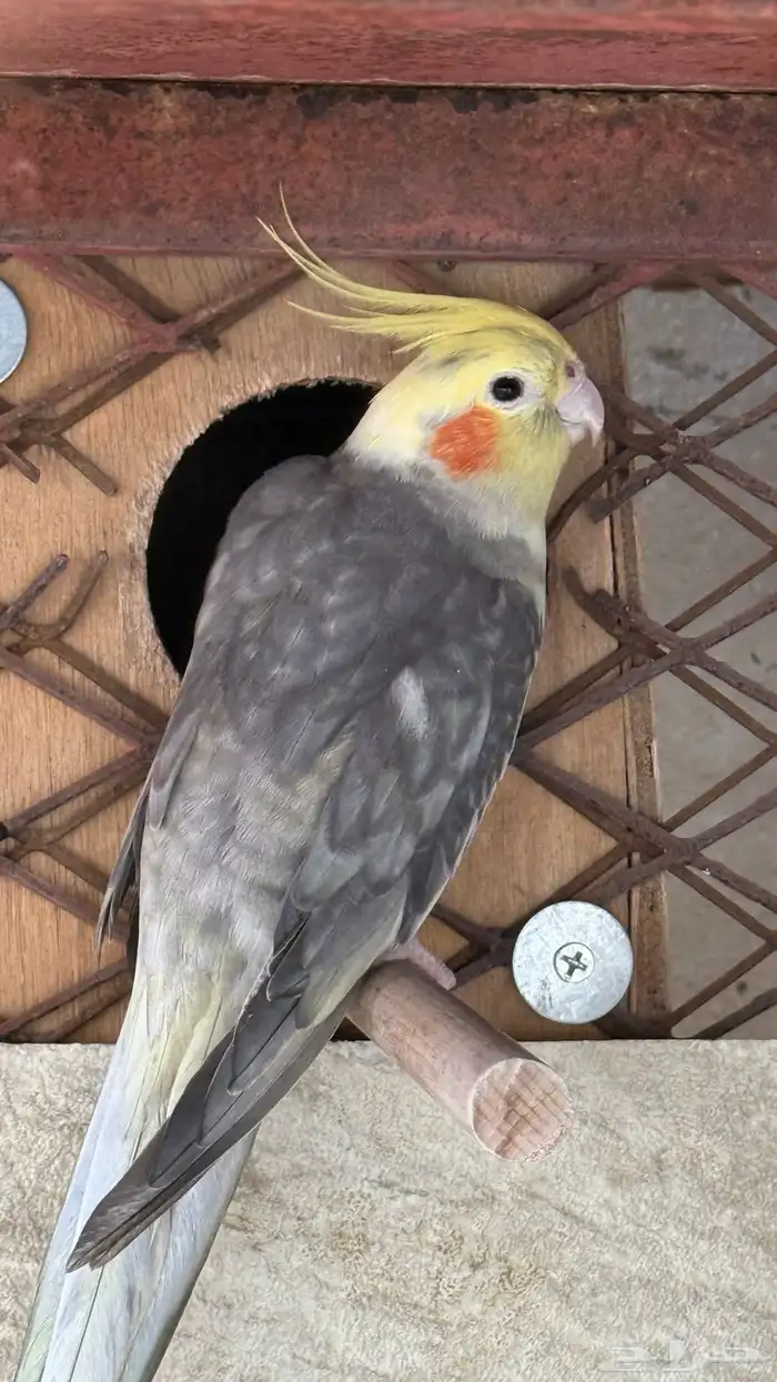 ذكر كروان جاهز مره ( بالليث ) 0