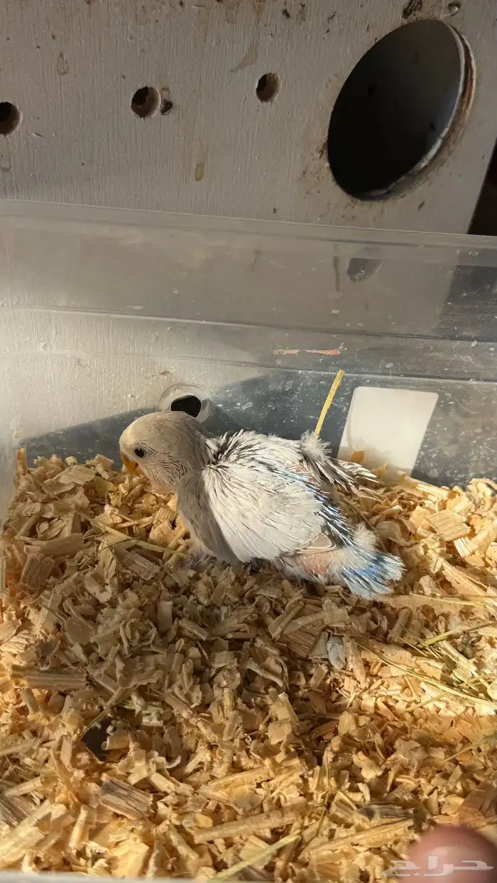 للبيع فروخ روز 9