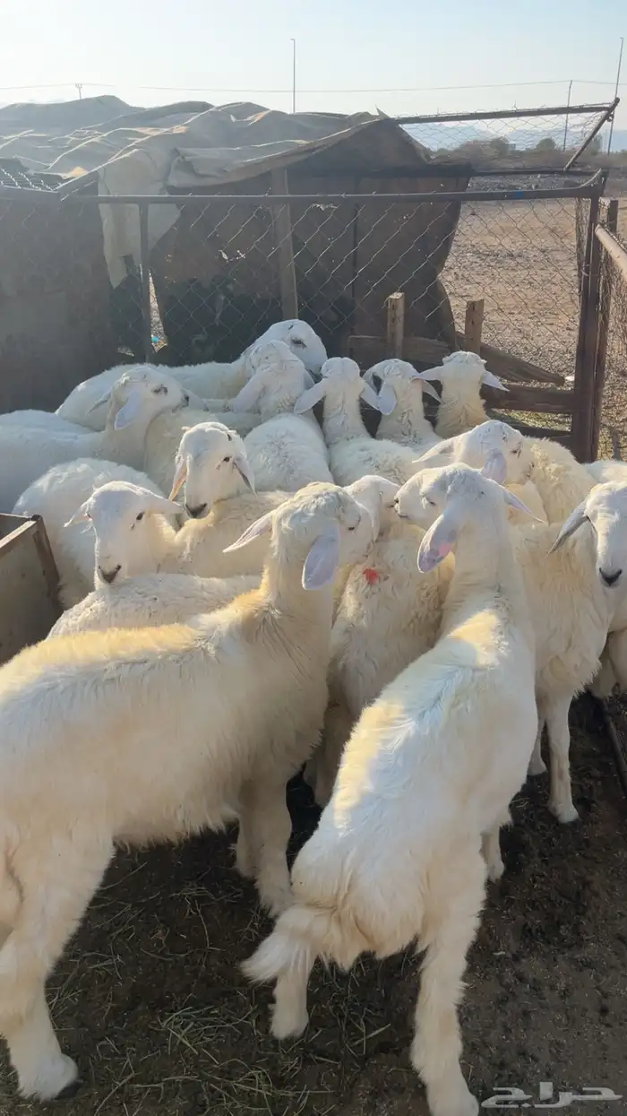 طليان حريه بريه 0