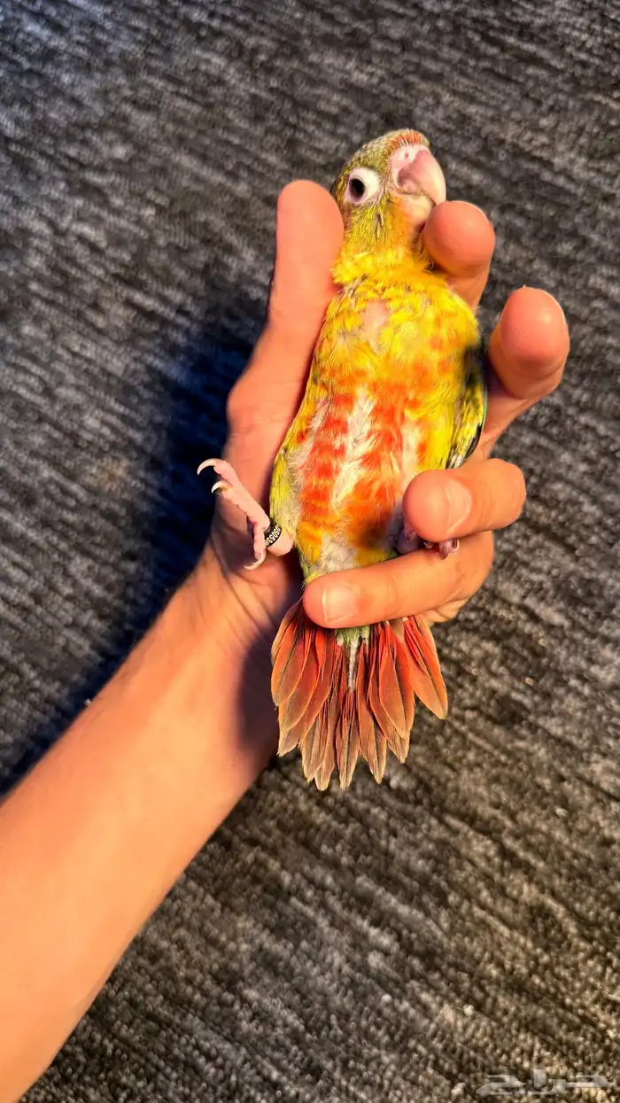 الحق الحق الحق وصلت فروخ الكنيور المطلوبه لعشاق الهدد 3