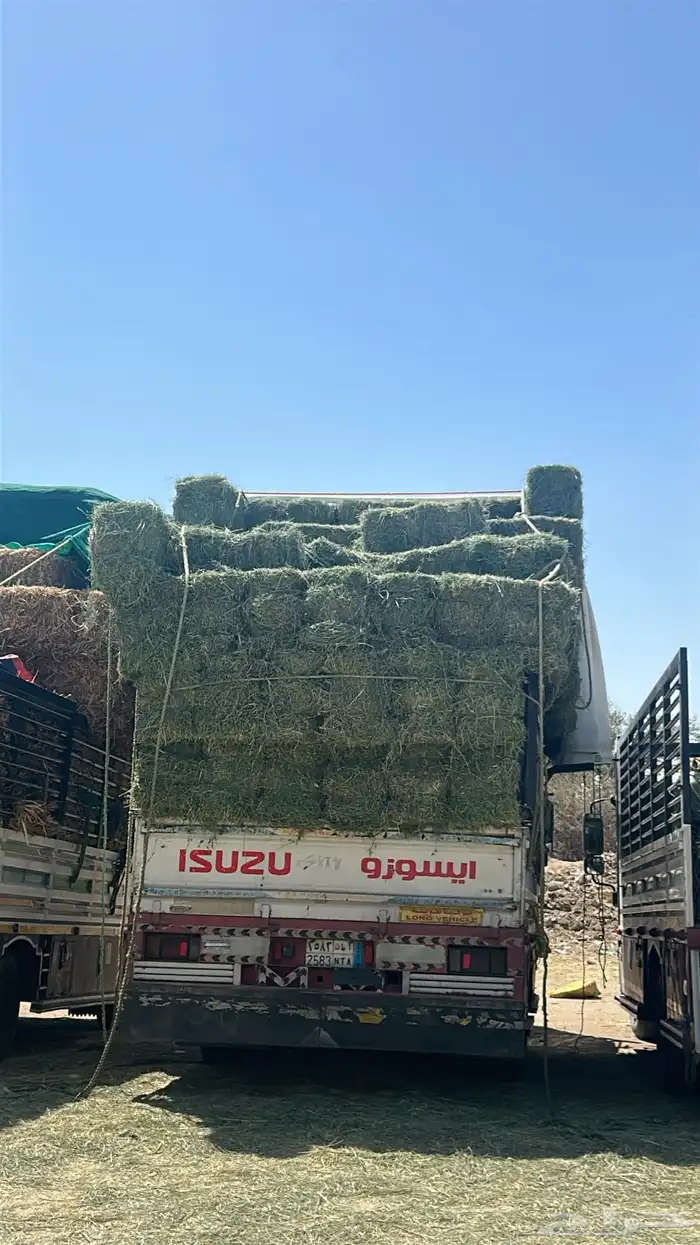 برسيم صافي 0