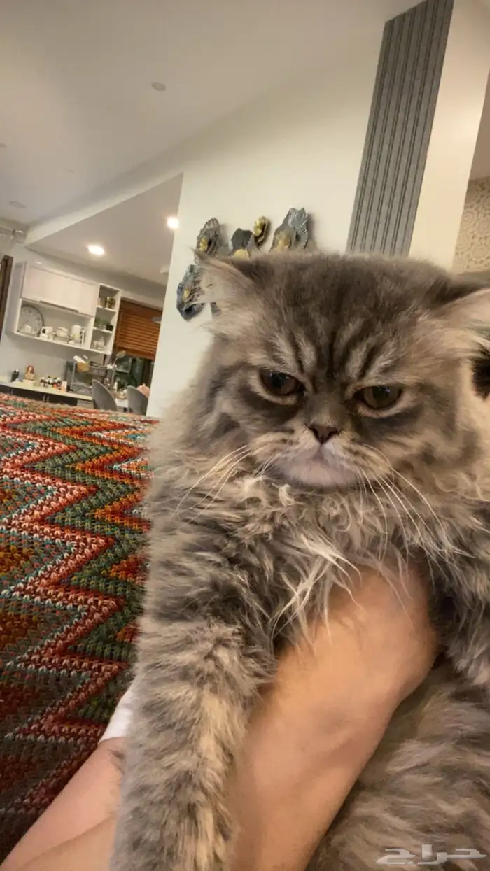 قطط للتبني عمر ست شهور ذكر واحد فقط 10 شهور 0