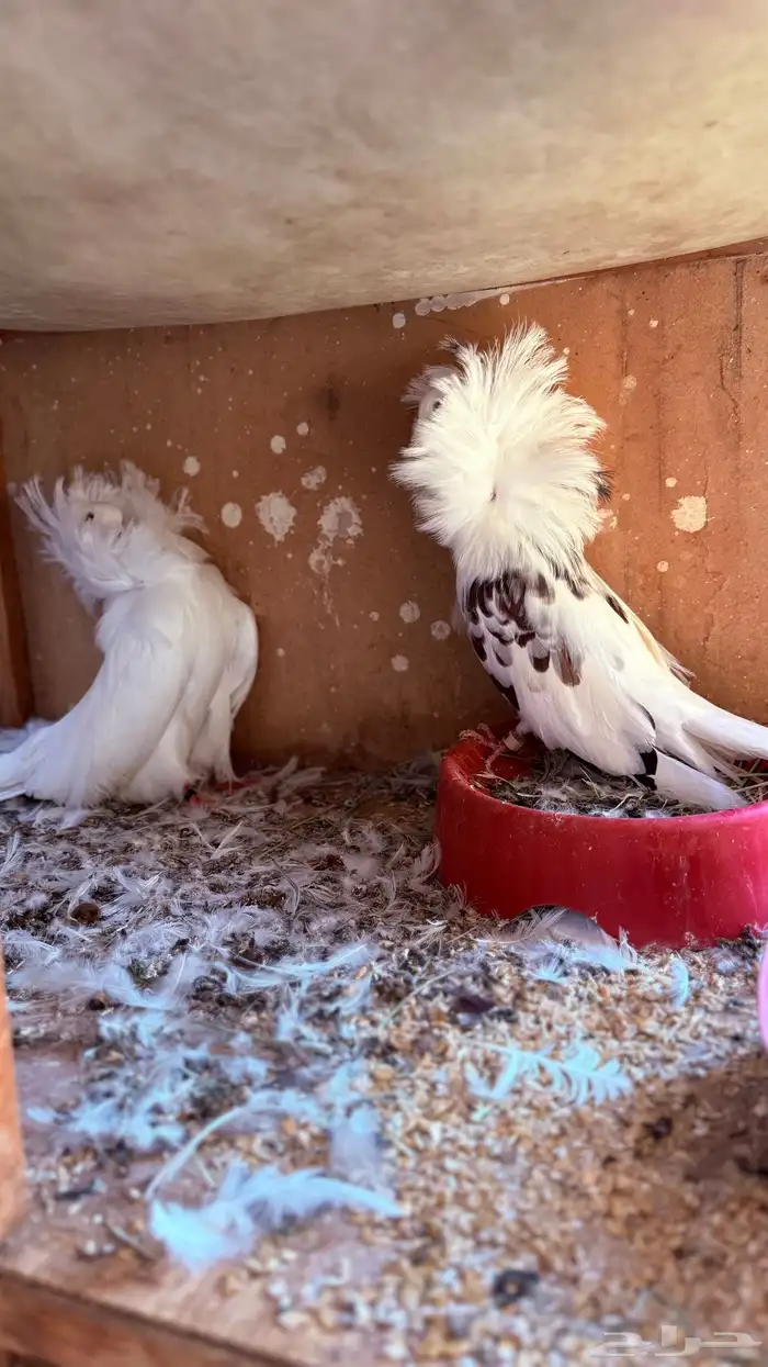 حمام جاكوبين 1