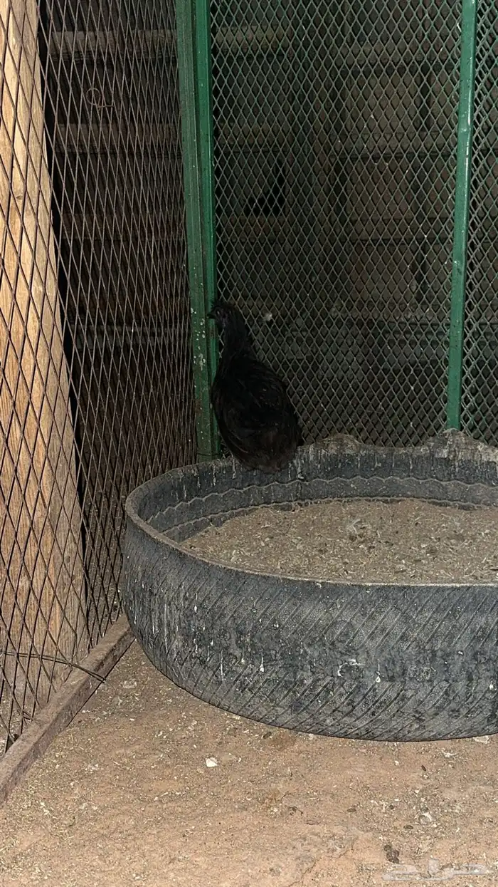 دجاج حبحب طقمين كل طقم مكون من دجاجتين وديك 3