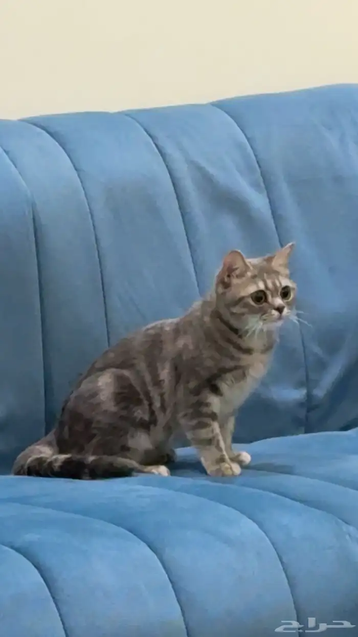 قطوه سكوتش 2