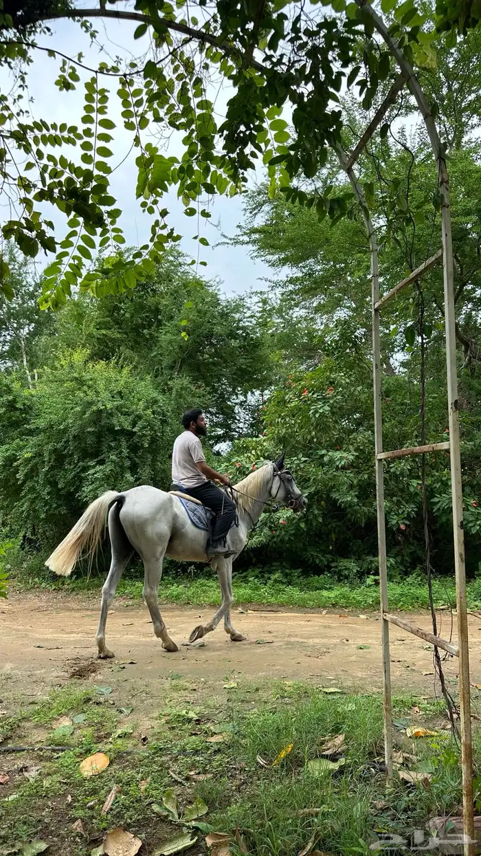 حصان شعبي قفز 3