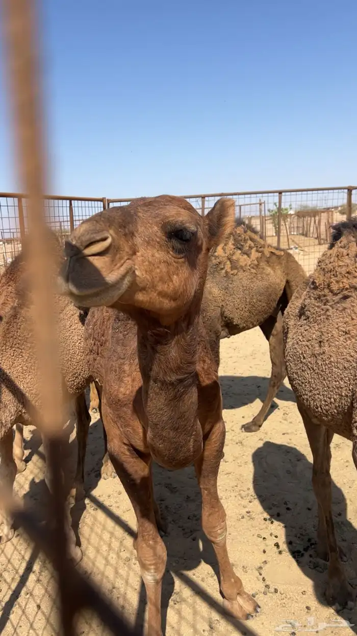 قعود احمر لون وغارب مشروع فحل 4