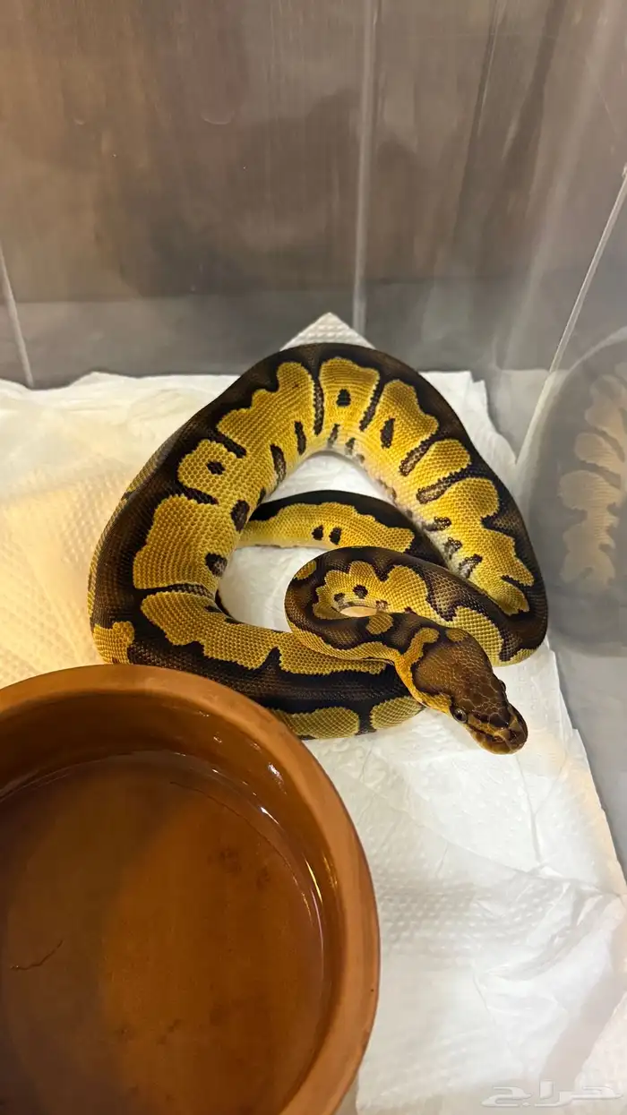 بول بايثون 0