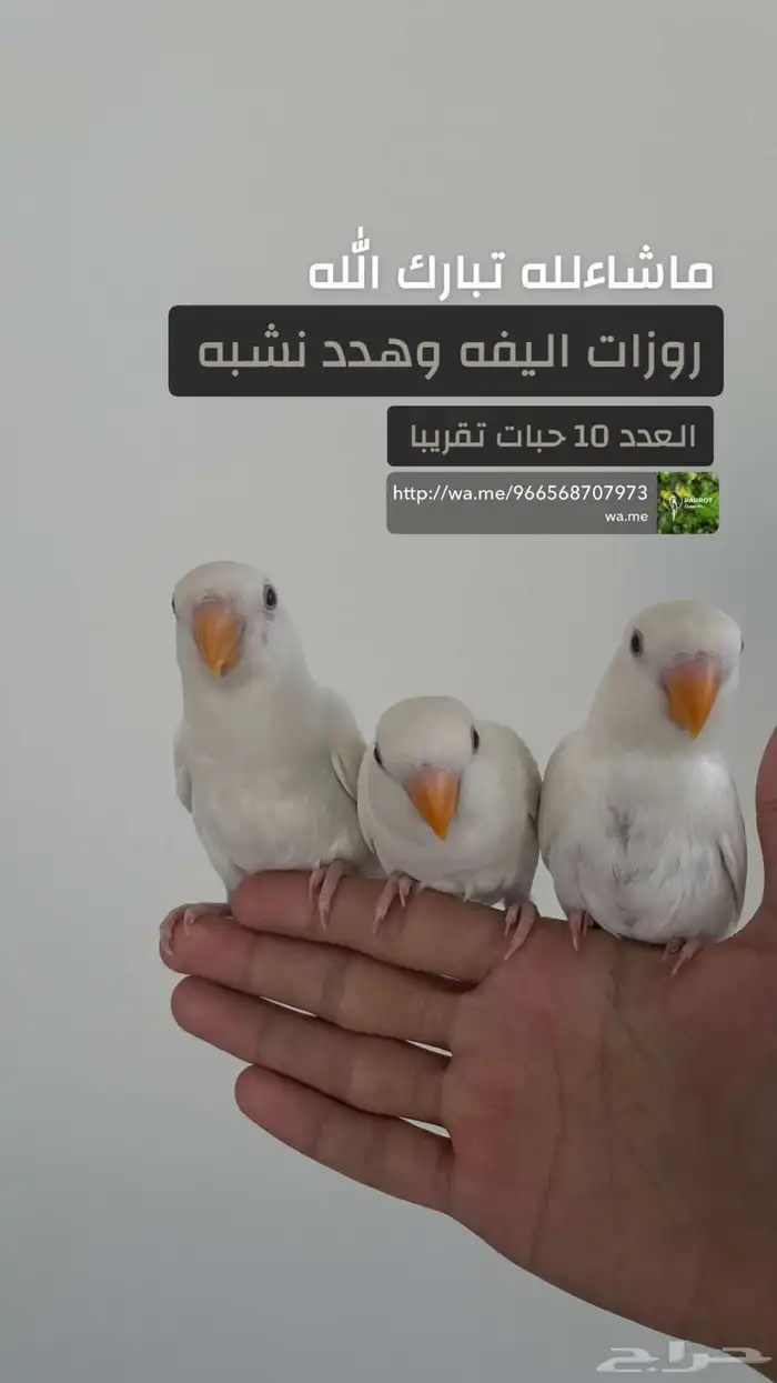 مجموعه روز اليفة للبيع 1