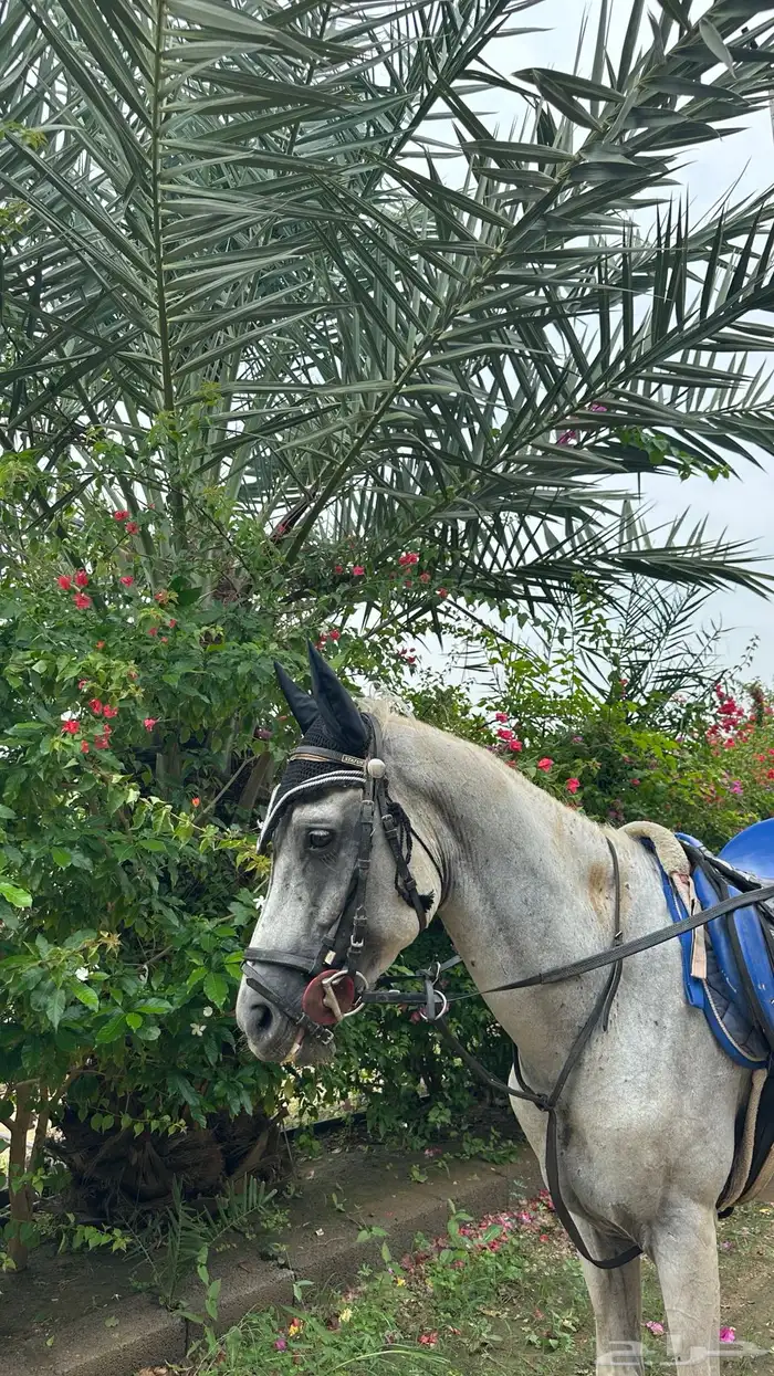 حصان شعبي قفز 4