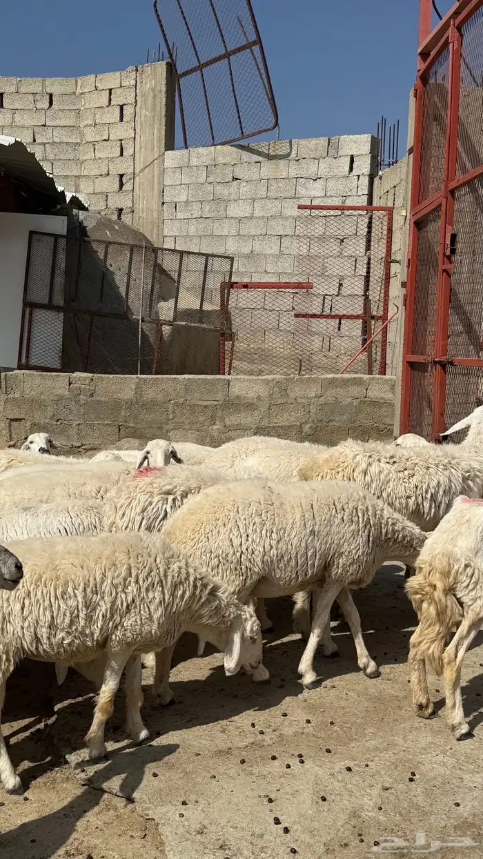 للبيع غنم حريات مراح واحد 9