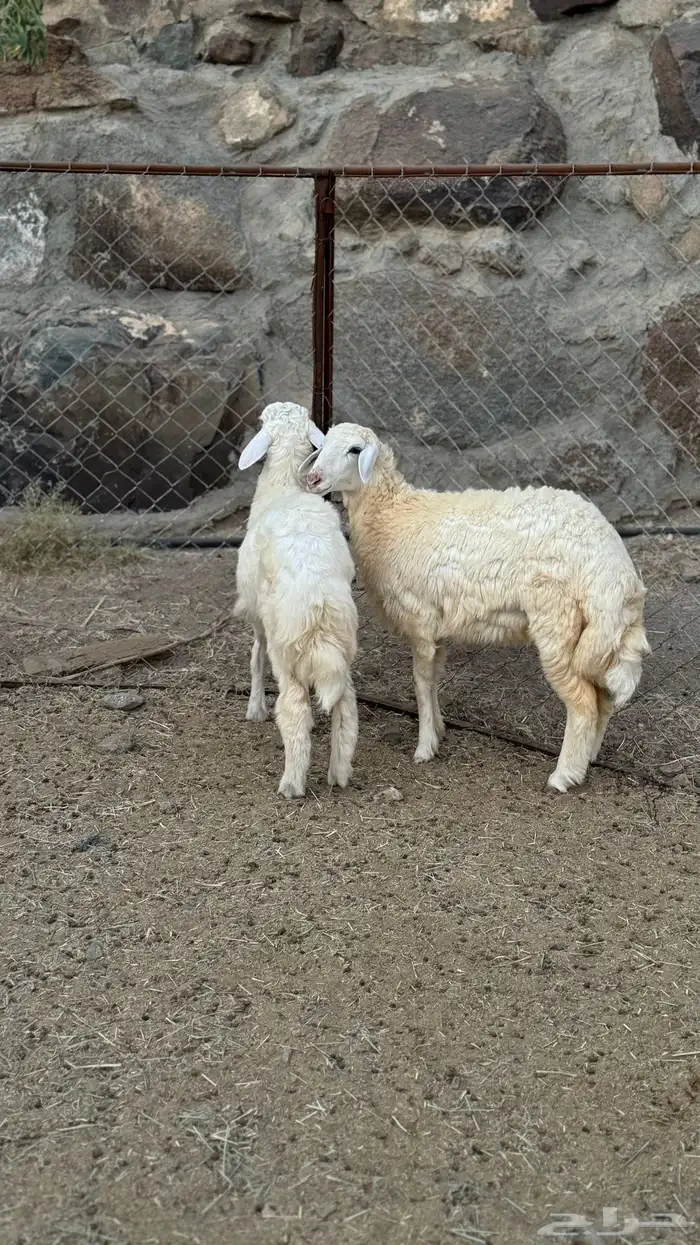 طلي و رخل سمان وطيبه 0