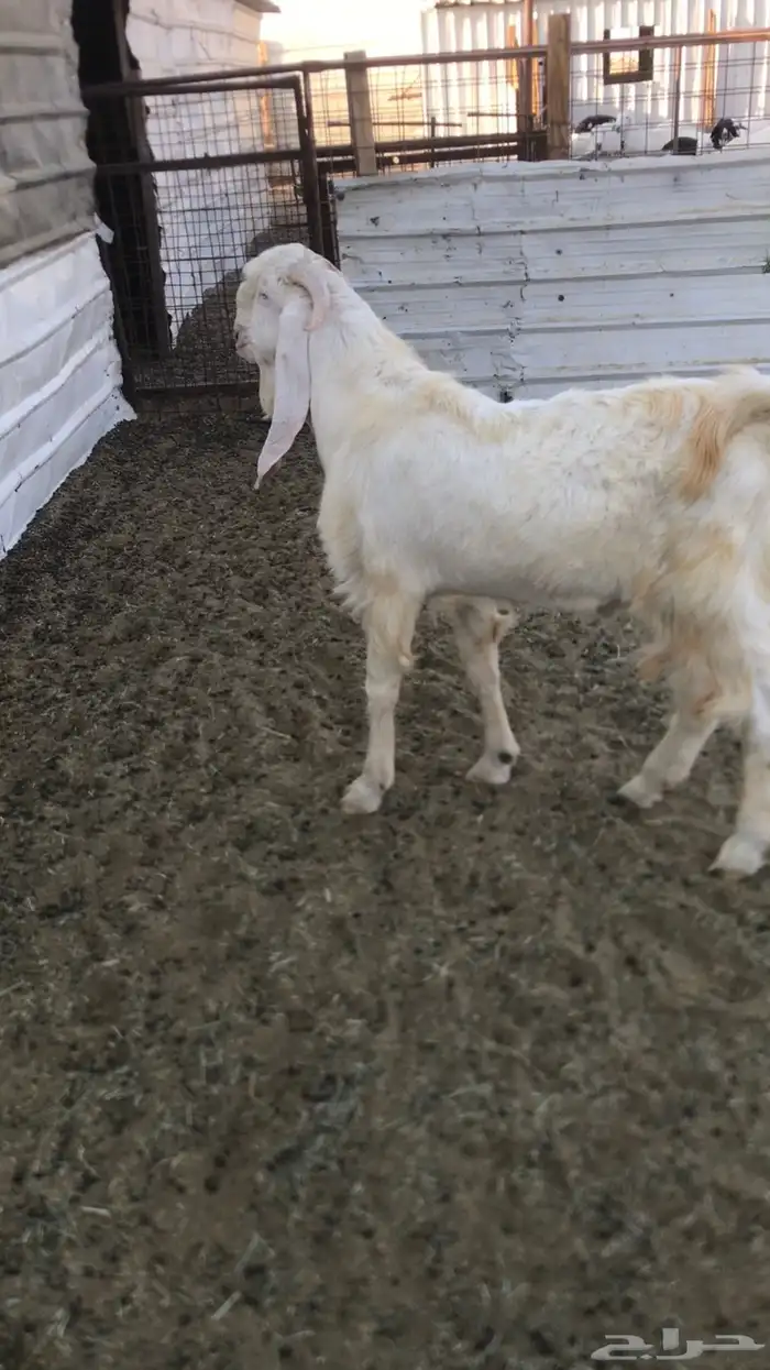 للبيع تيس فحل شرط قريع حار 4