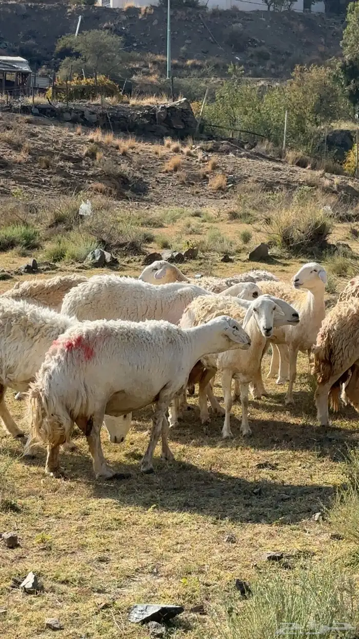 ضان مقاني رخال صنف حرش وجروم 6