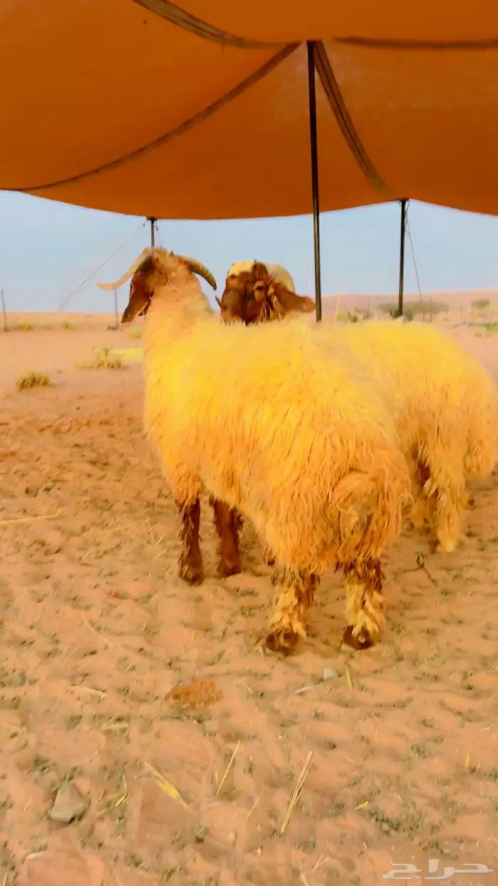 نعيم جذعان جبره 4