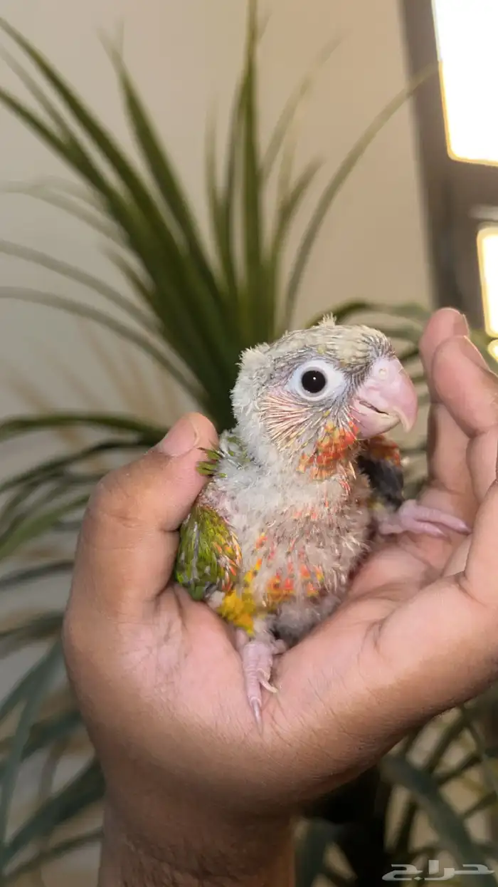 فروخ كنيور اناناس دبل رد فاكتر صبغه قويه 2