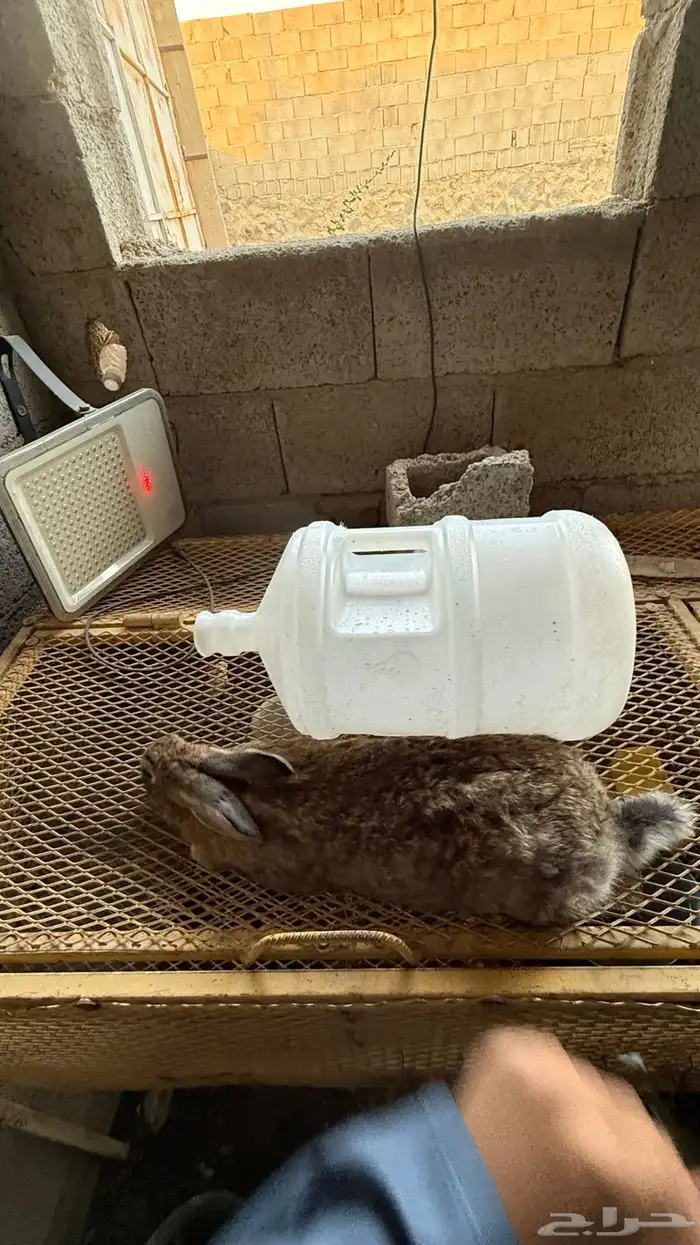 ارانب سوبر جامبو 3