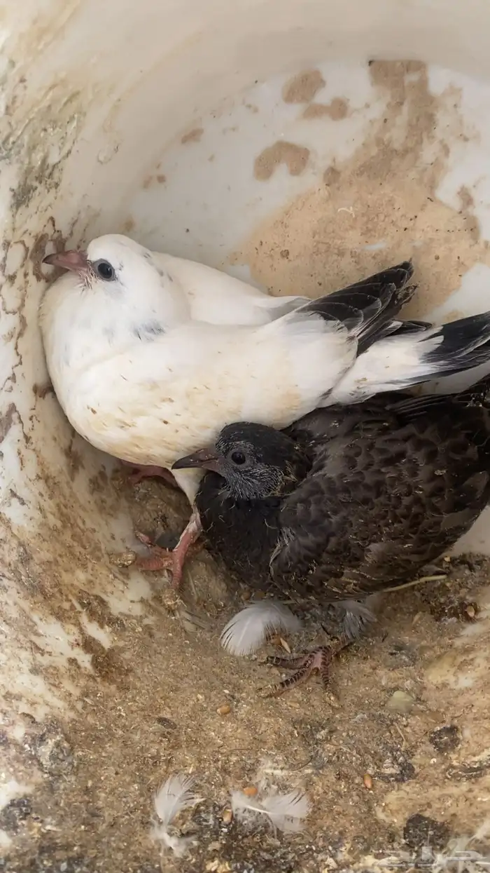 فراخة( حية)فرنسي زاجل وهندي ونجد العدد10 جواز 20 جوز 30 جوز 12