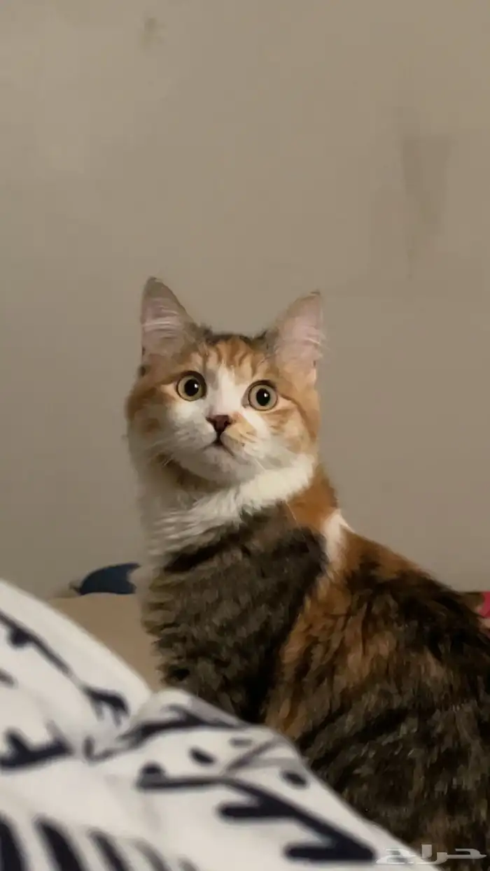 قطوه شيرازيه مكس بلدي أنثى 0