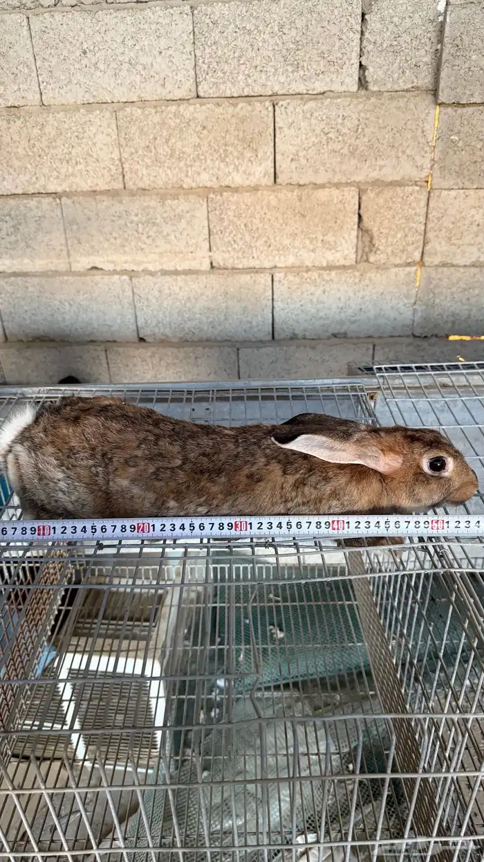 ارانب سوبر جامبو 0