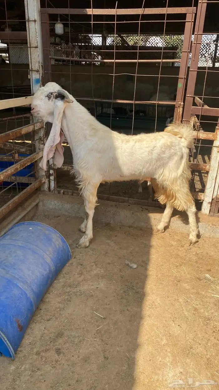 تيس مشروك طيب 1