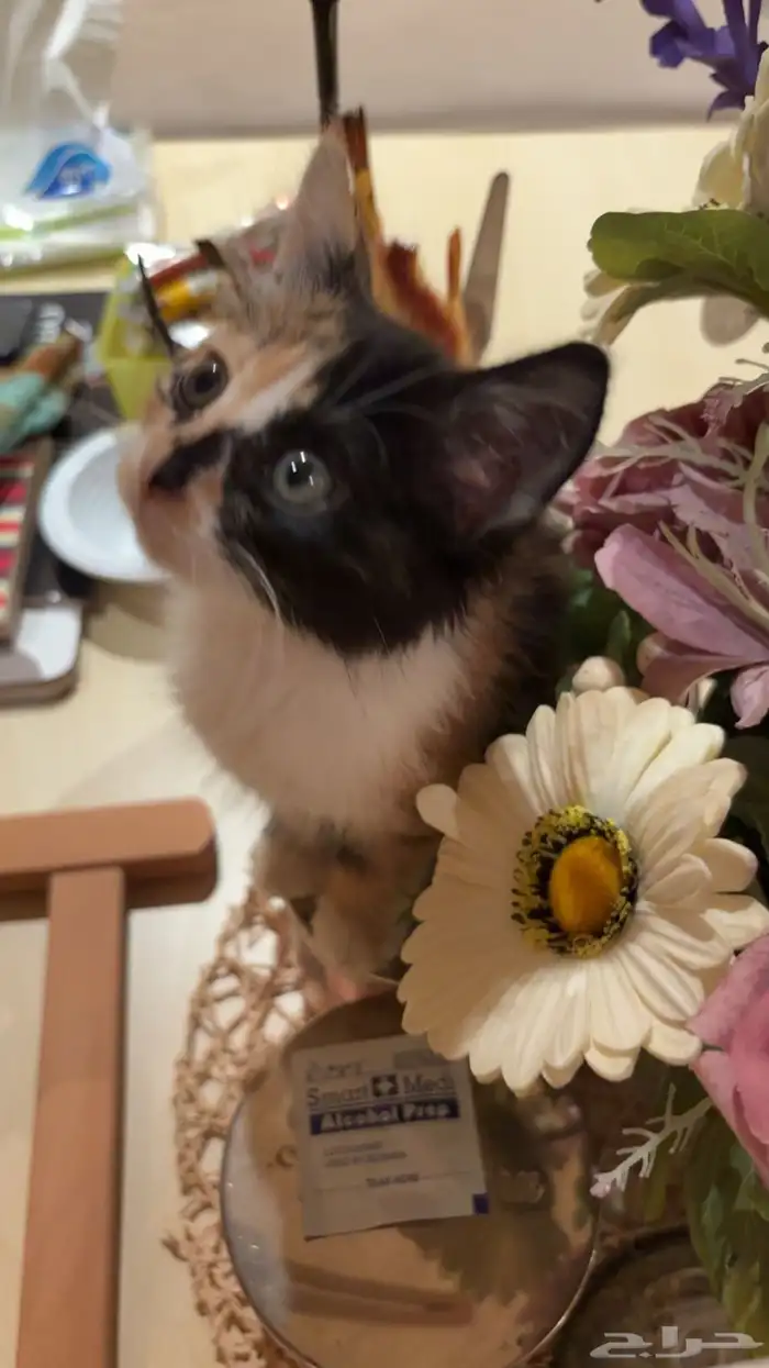 قطة تبني كاليكو شهرين ونص 1