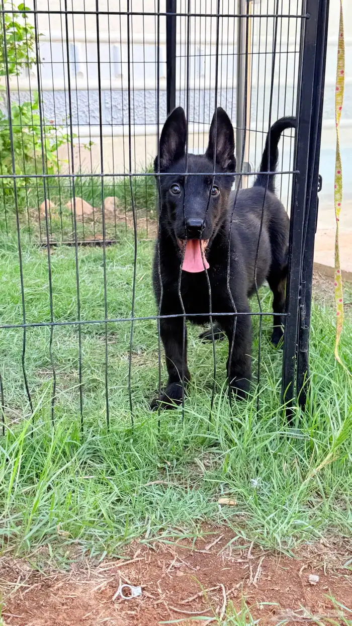 كلاب مالينو 2