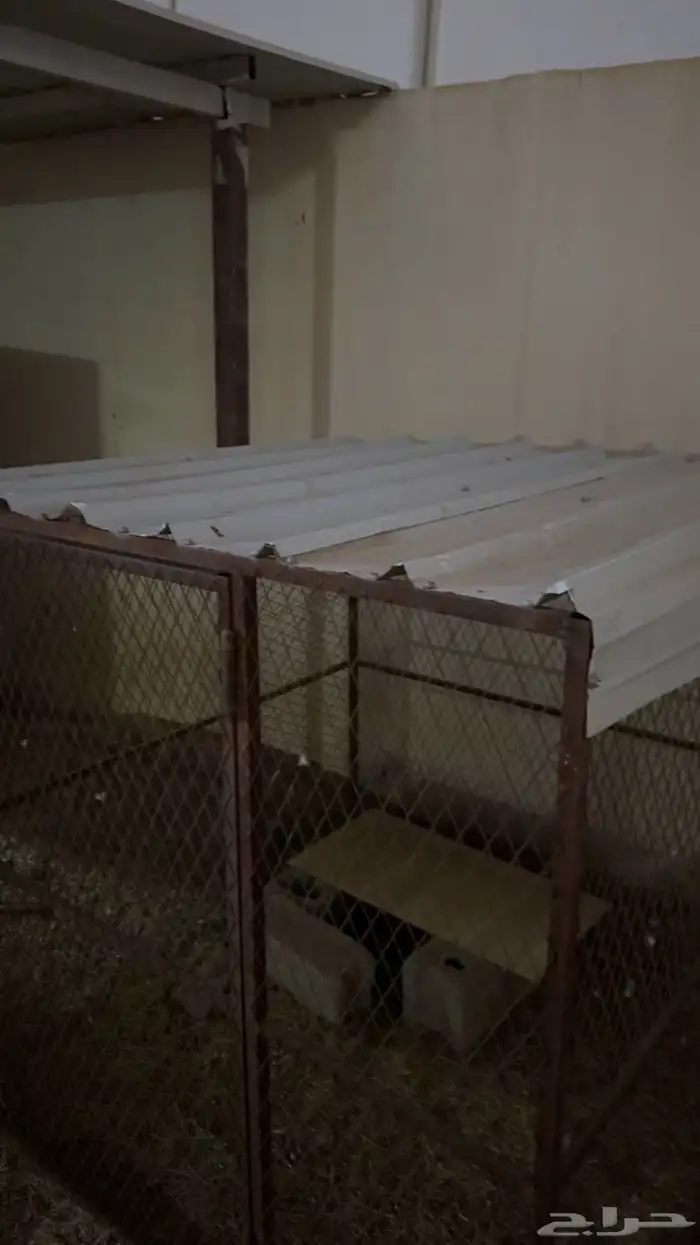 شبك شينكو الموقع الخرمه 3