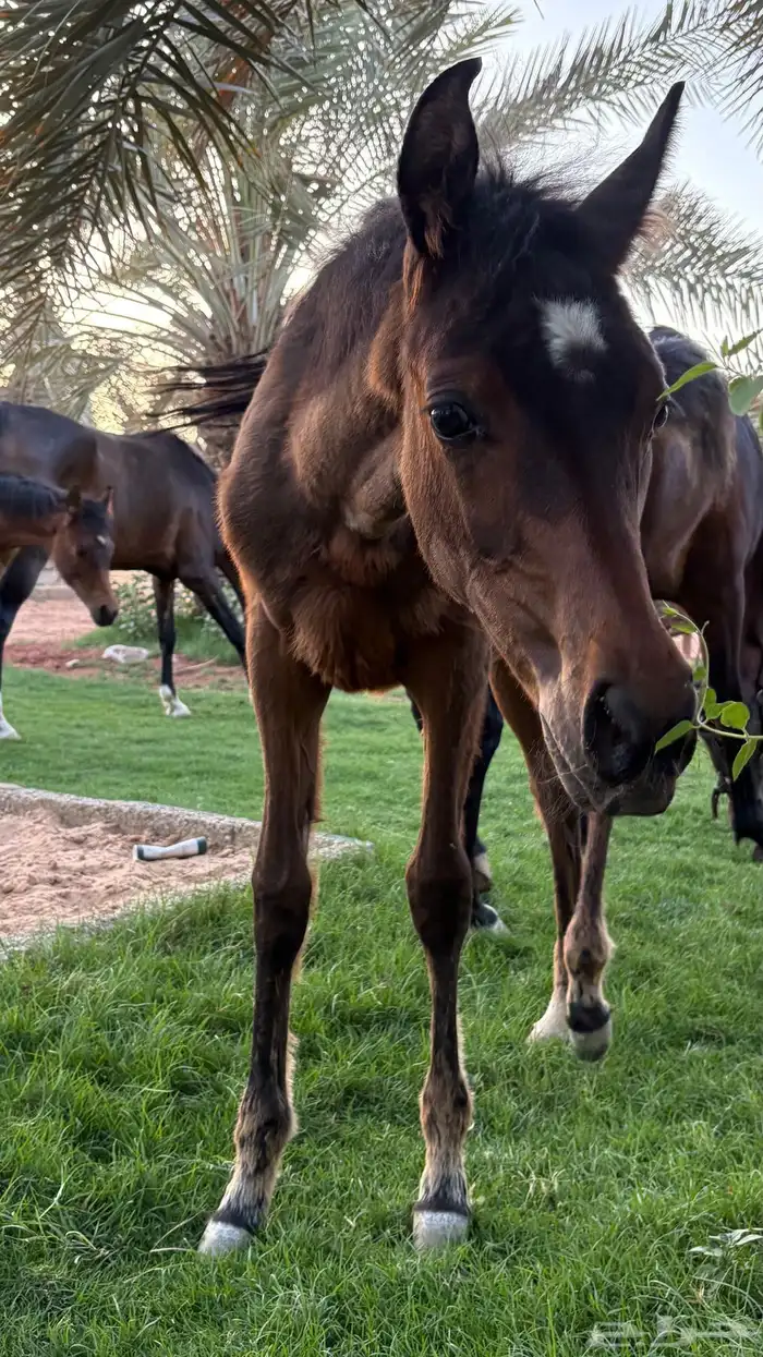 مهرة للبيع 1