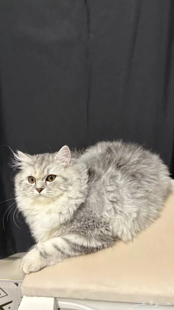 قطه للبيع الزلفي 2