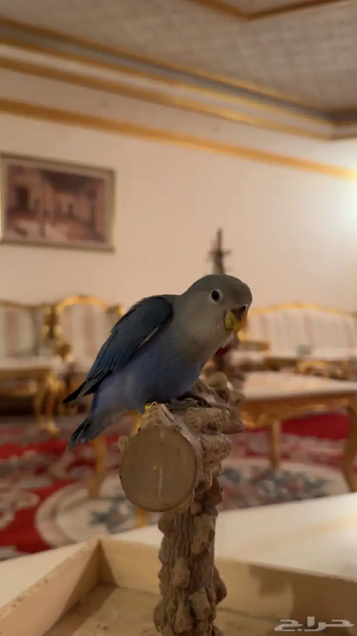 عرض (فاخر من الأخر ) روز هدد داخلي وخارجي 5