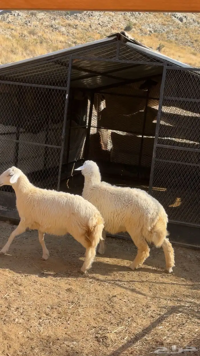 طلي ورخله للبيع مقفله شحم ولحم 5