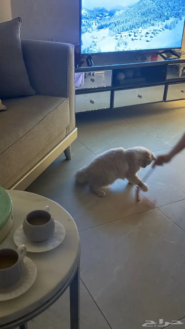 قطط للتبني  اي استفسار و معلومات نتكلم فيها فالخاص 1