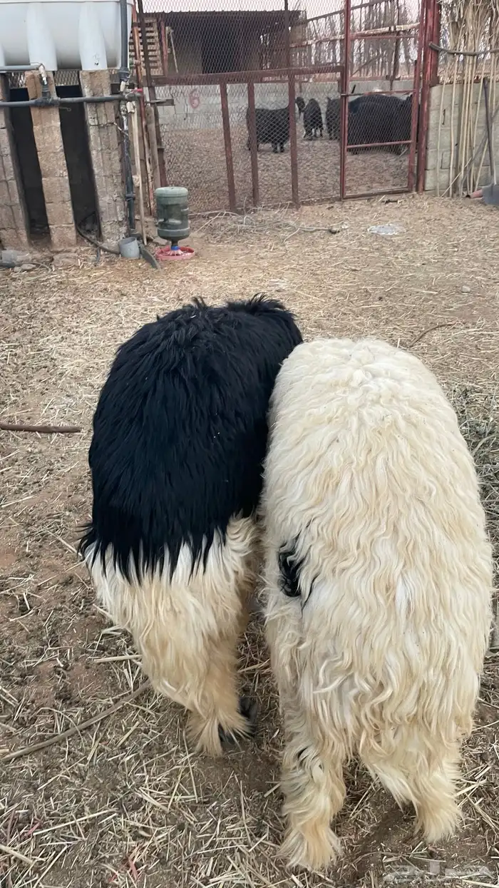 جذعان نجدية 2