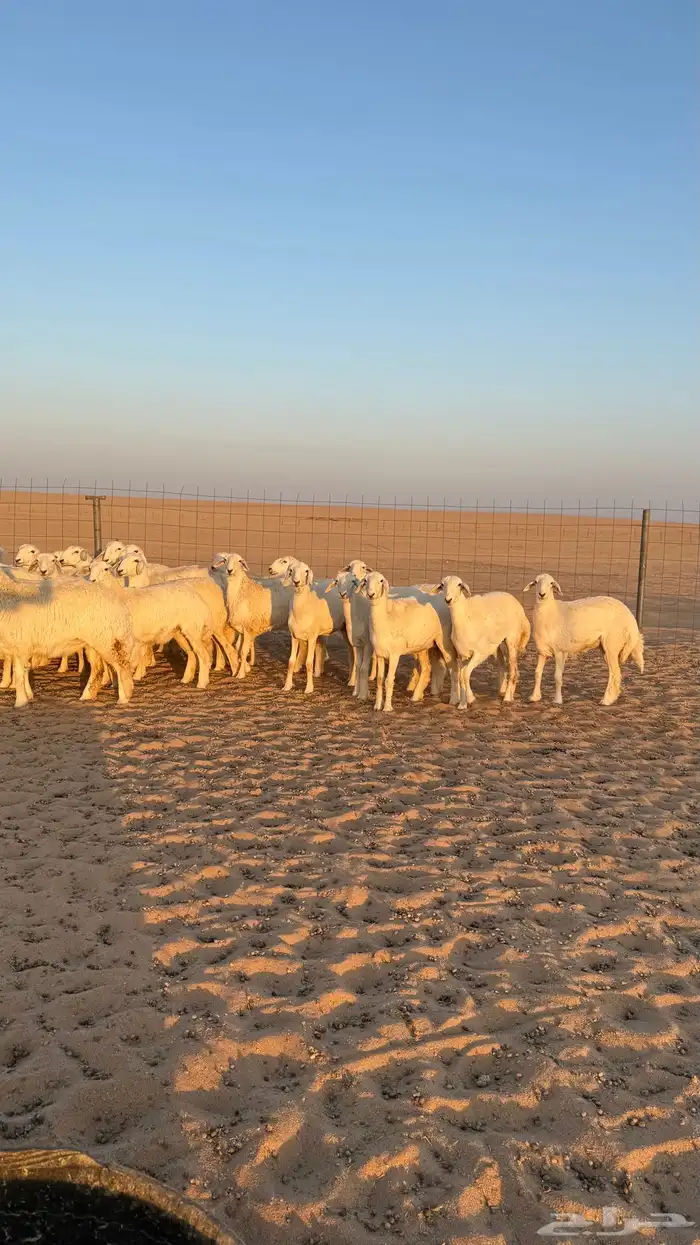 رخال جذعات حريات صنف فاخرر للي يبي الصنف 18