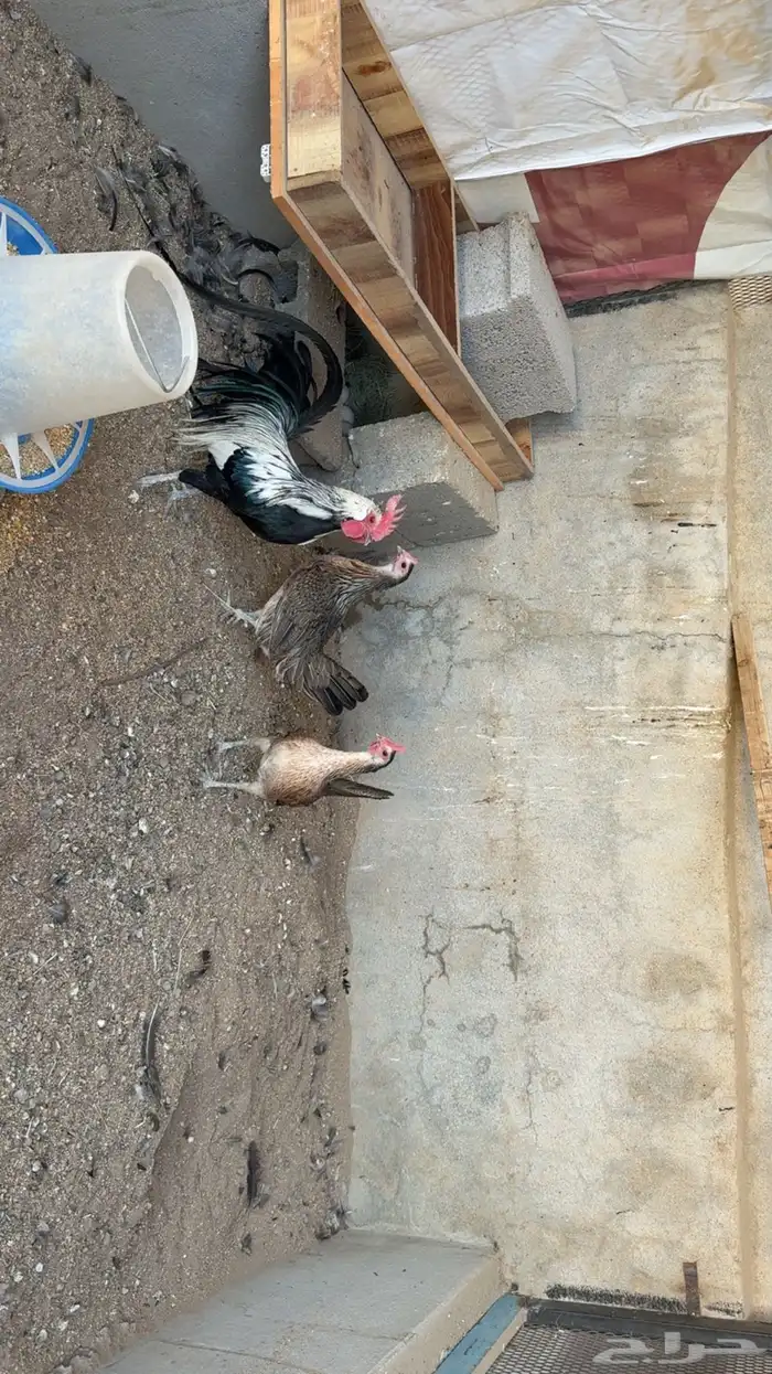 طقم دجاج فينكس 0