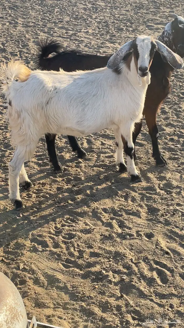 عناقين للبيع 6