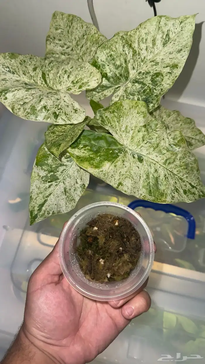 Alocasia macrorrhizos Camouflage بصيلات لنبات 0