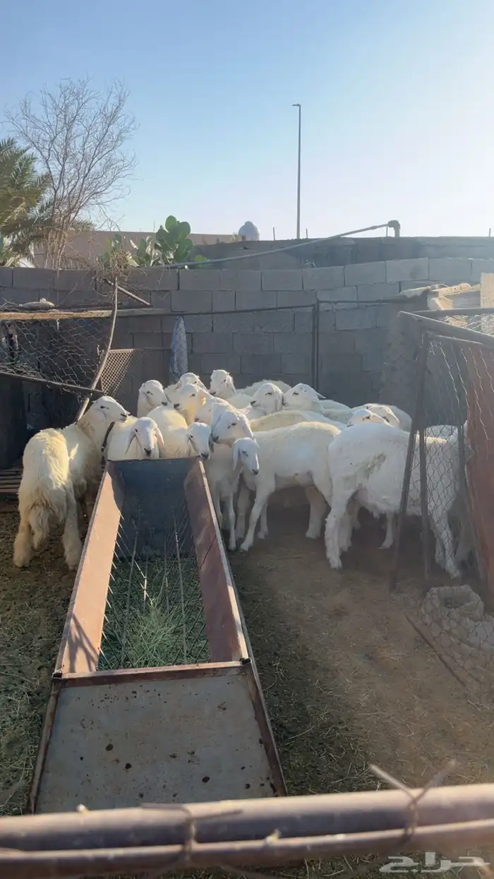 طليان حريه بريه 1