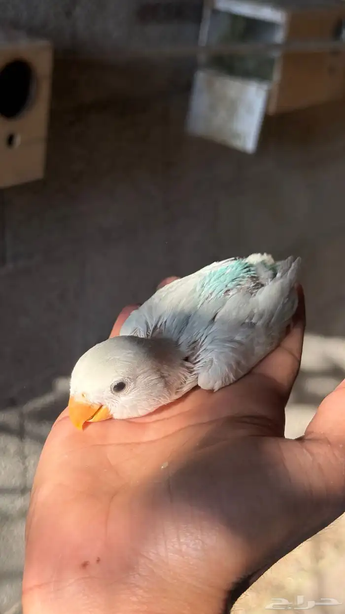 للبيع فروخ روز 8