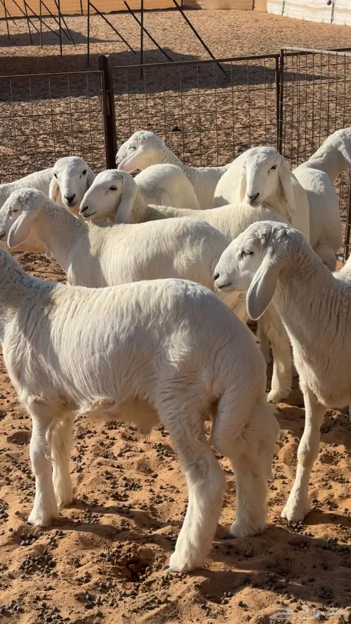 بهم حري هرافي 0