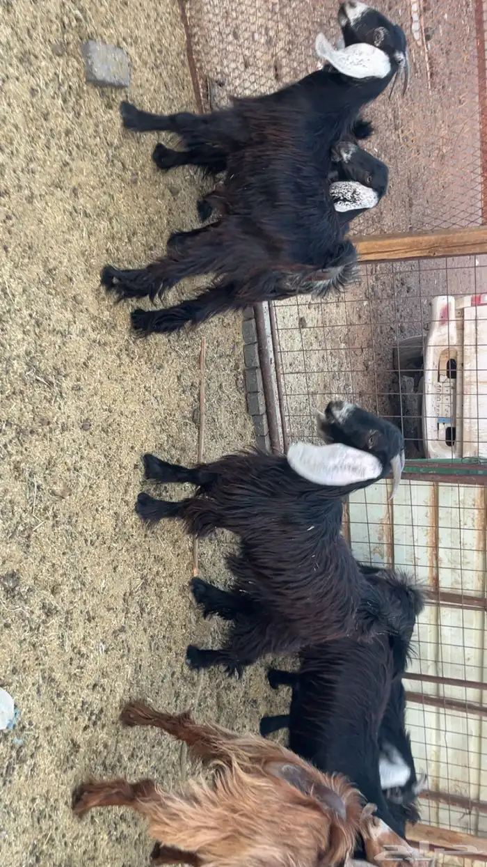 جفار طيبات وفل شحم مقفلات (تم البيع) 7