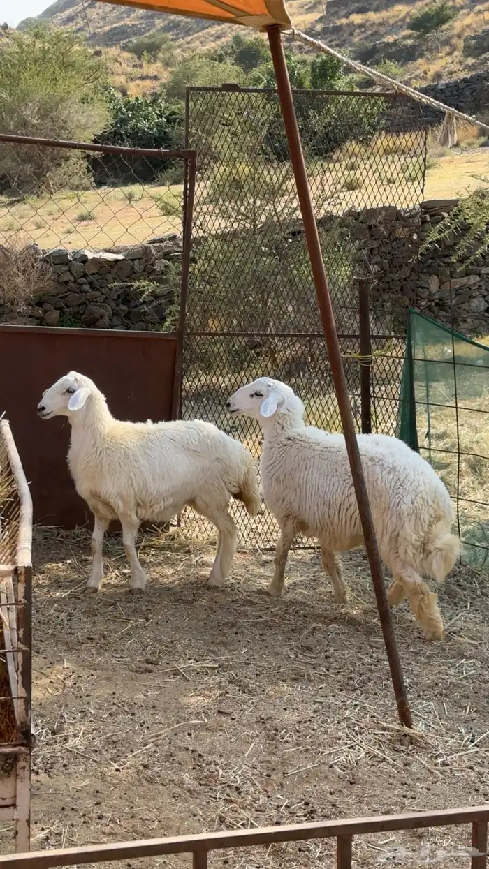 طلي ورخله للبيع مقفله شحم ولحم 6