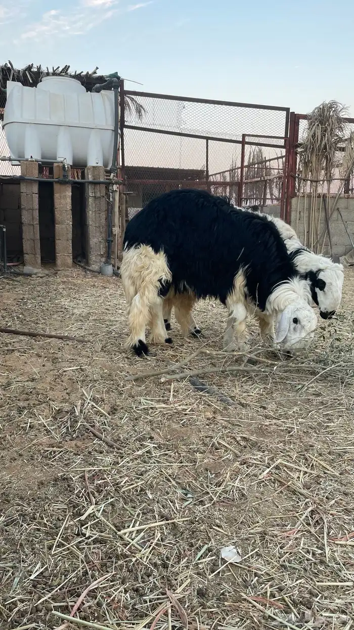 جذعان نجدية 3