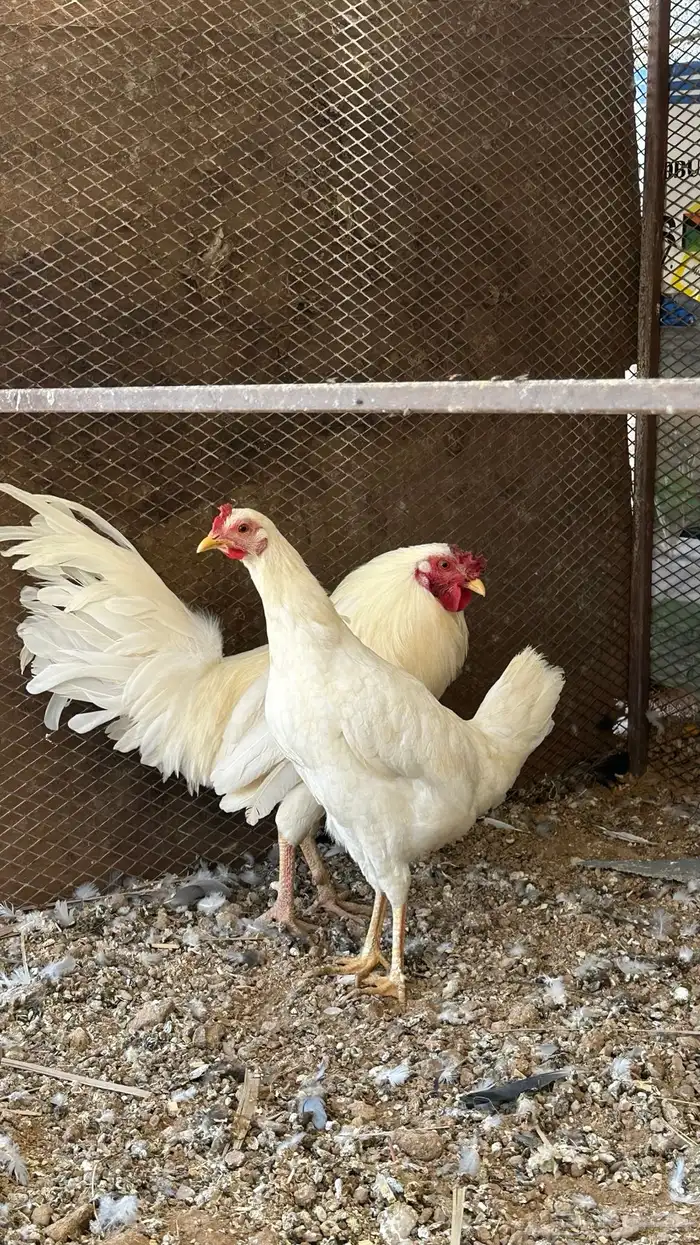 دجاج ابيض صك 7