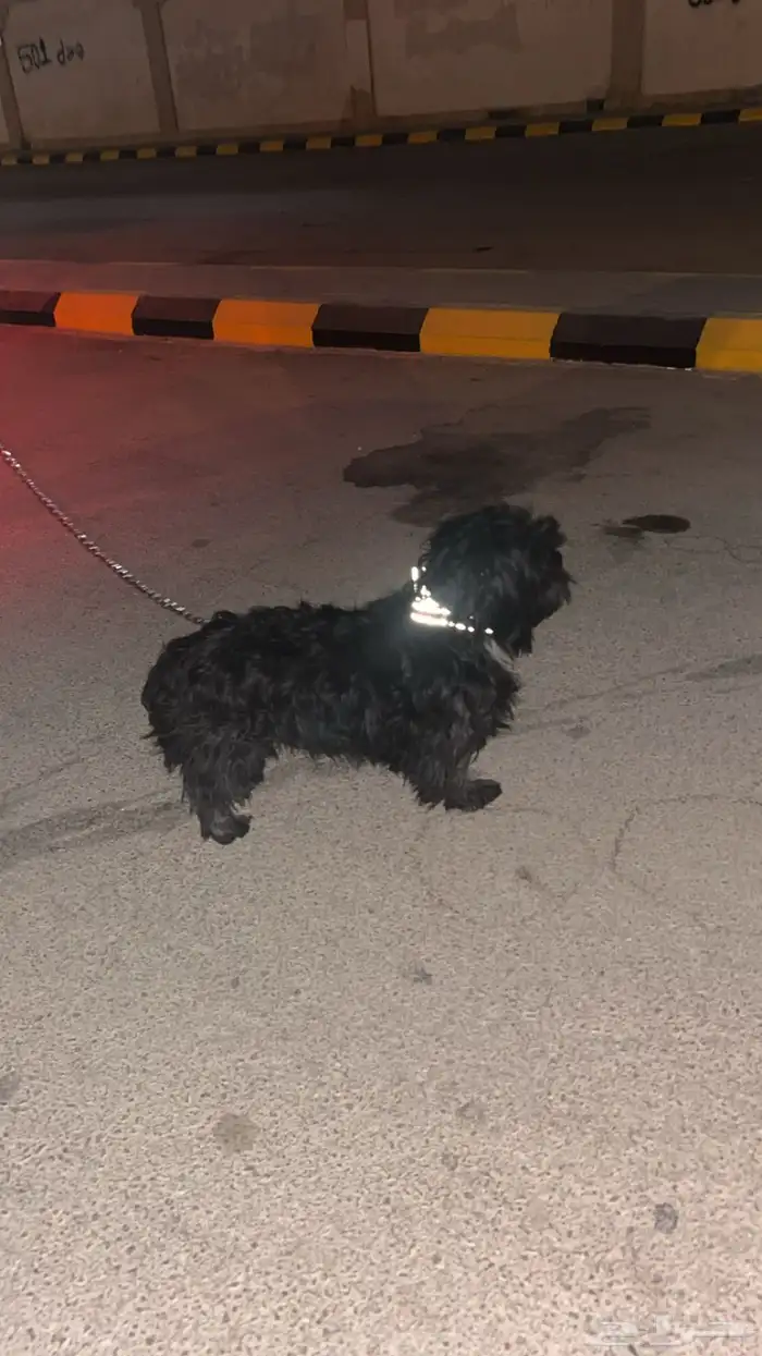 كلب مالتيز للبيع 1