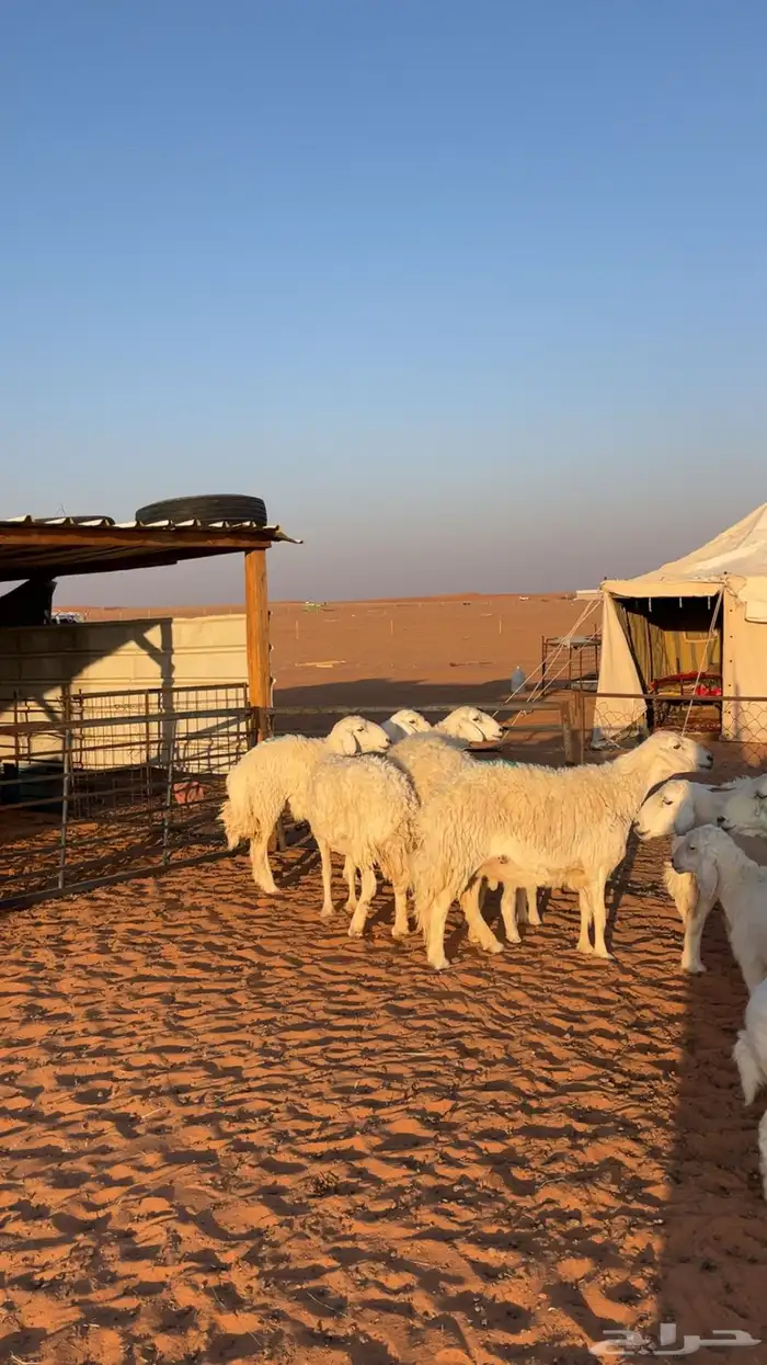 غنم حرش صنف 0