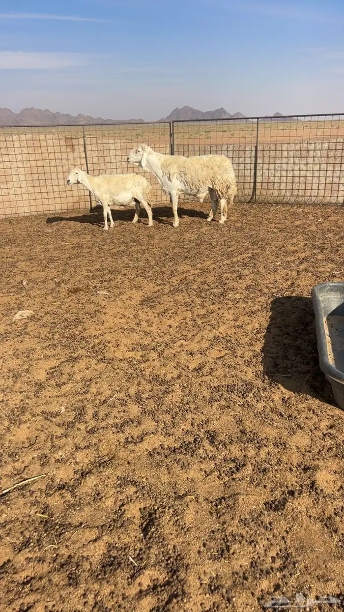 للبيع فحل صنف كفوو 2